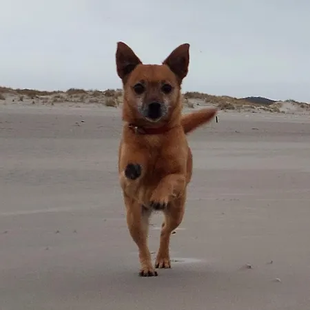 Apartamento Friesenrose Nord Spiekeroog