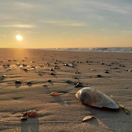 Friesenrose Nord Spiekeroog
