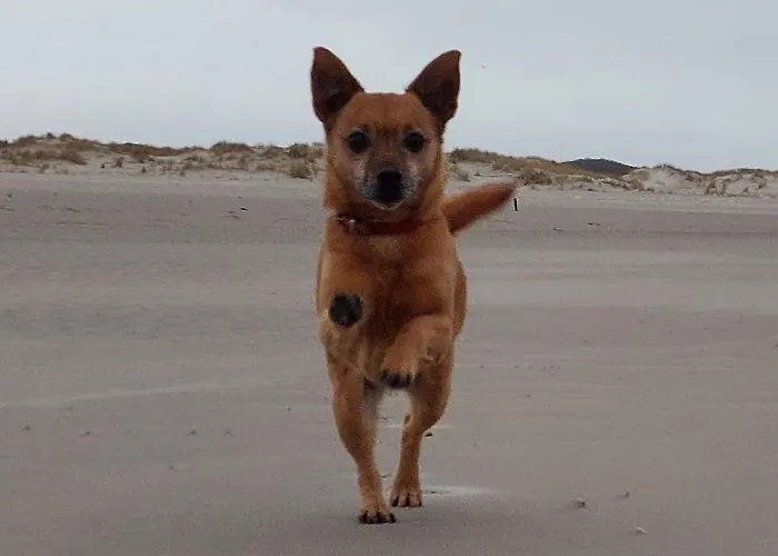 Апартаменты Friesenrose Nord Шпикерог