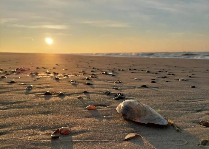 Friesenrose Nord Шпикерог