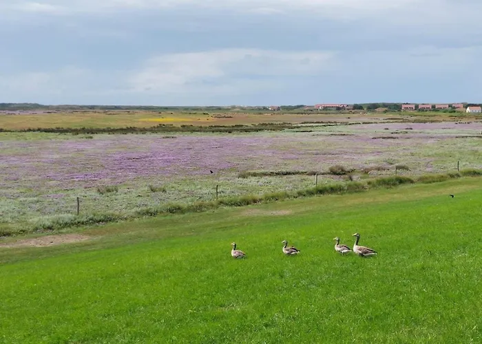 Апартаменты Friesenrose Nord