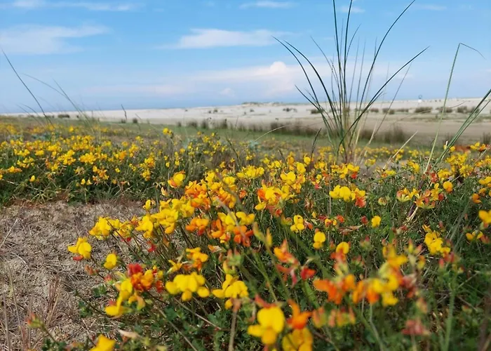 Апартаменты Friesenrose Nord *